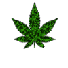 Weed