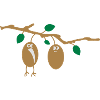 two Kiwis