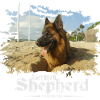 german shepherd
