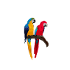 parrot