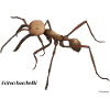 Ant soldier