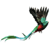 Quetzal