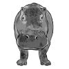 hippo