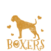 Boxer Dog Boxer Dog