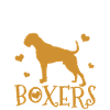 boxer dog