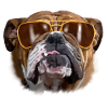 bulldog