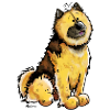 Funny Eurasier