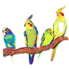 Bird gang budgerigar and cockatiel