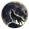 Wolf, full moon, ulv, fuldmåne, måne, vildt, wild,