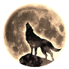 Wolf, full moon, wolves, animal, wild dog, native,