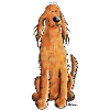 Funny Irish Setter