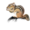 chipmunk