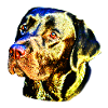 Kalle the Labrador