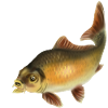 carp