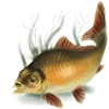 carp