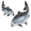 carp