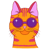 Cat Summer Orange