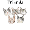 Amis chat