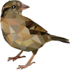 sparrow