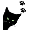kitty's green eyes cat