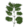 The nettle