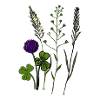 The wildflowers