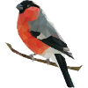 bullfinch