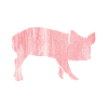 pig