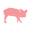 Pig piglets