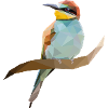 bee-eater