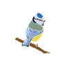 Titmouse