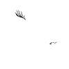 kite