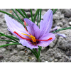 crocus