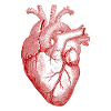 Red Heart