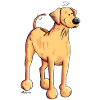 Souriant Rhodesian Ridgeback