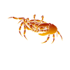 Crab Seafood