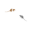 mouse mice