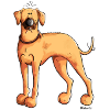 Sweet Rhodesian Ridgeback