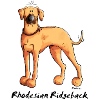 Drôle Rhodesian Ridgeback