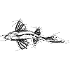 Black fish sketch drawing