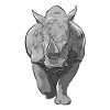 rhino
