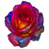 rose