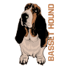 Basset Hound