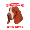 Basset Hound