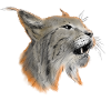 lynx