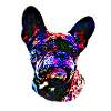 Dog - French Bulldog