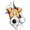 Drôle Fox-terrier