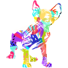 Sphynx
