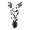 zebra