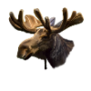 moose